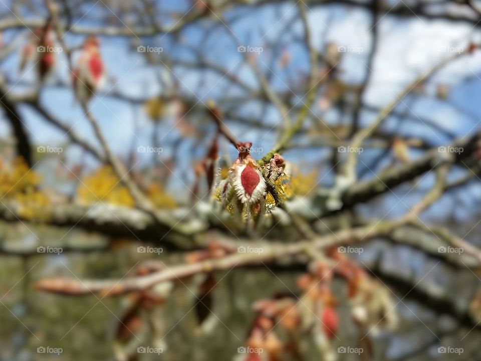 Winged Elm Seed