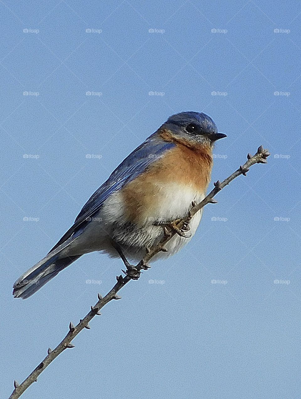 The Eastern Bluebird is a small thrush found in open woodlands, farmlands, and orchards. It is the state bird of Missouri and New York. This species measures 16–21 cm long, spans 25–32 cm across the wings, and weighs 27–34 g. Here he rests on a limb