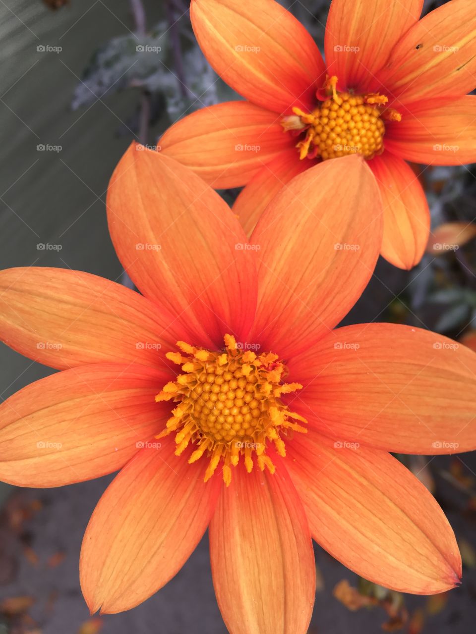 Two bright orange and yellow flowers