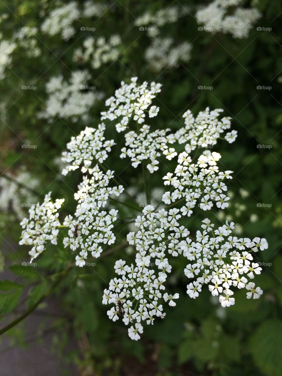 High angle view of flowers