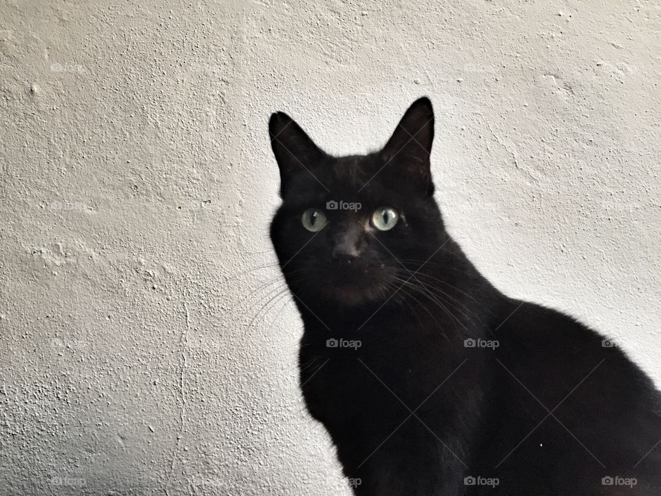 Black cat by white wall 