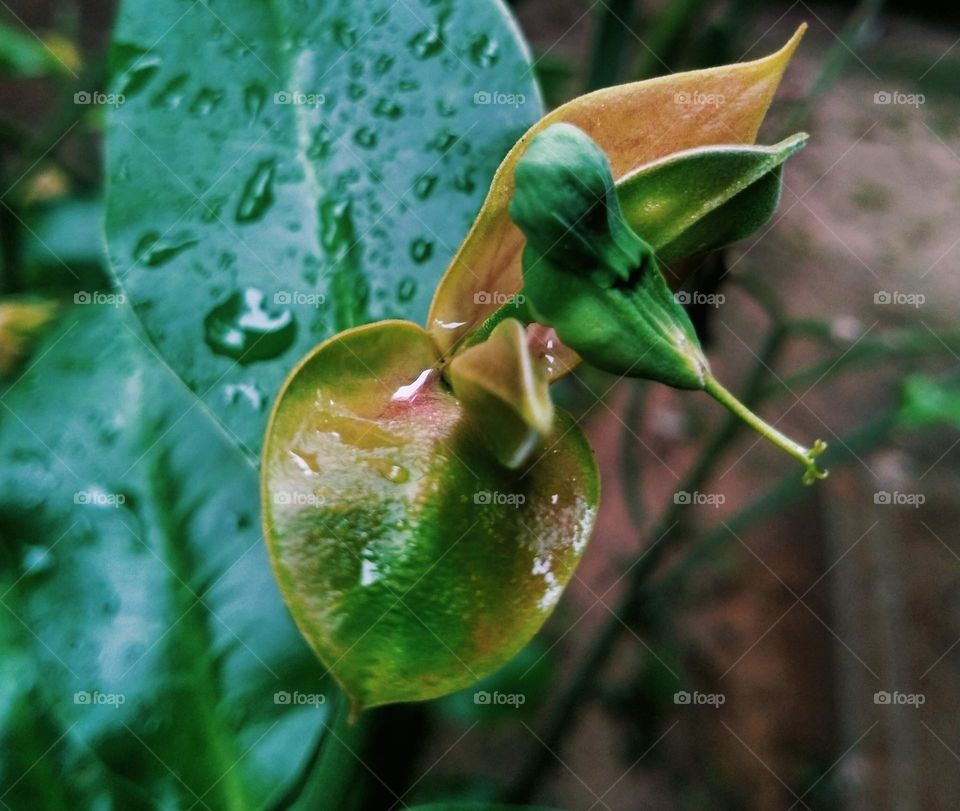 Its scientific name is Pedilanthus Bracteatus, but many Indonesians call it the cucak rowo flower. Because, this flower is like a small bird that is perched among the leaves.