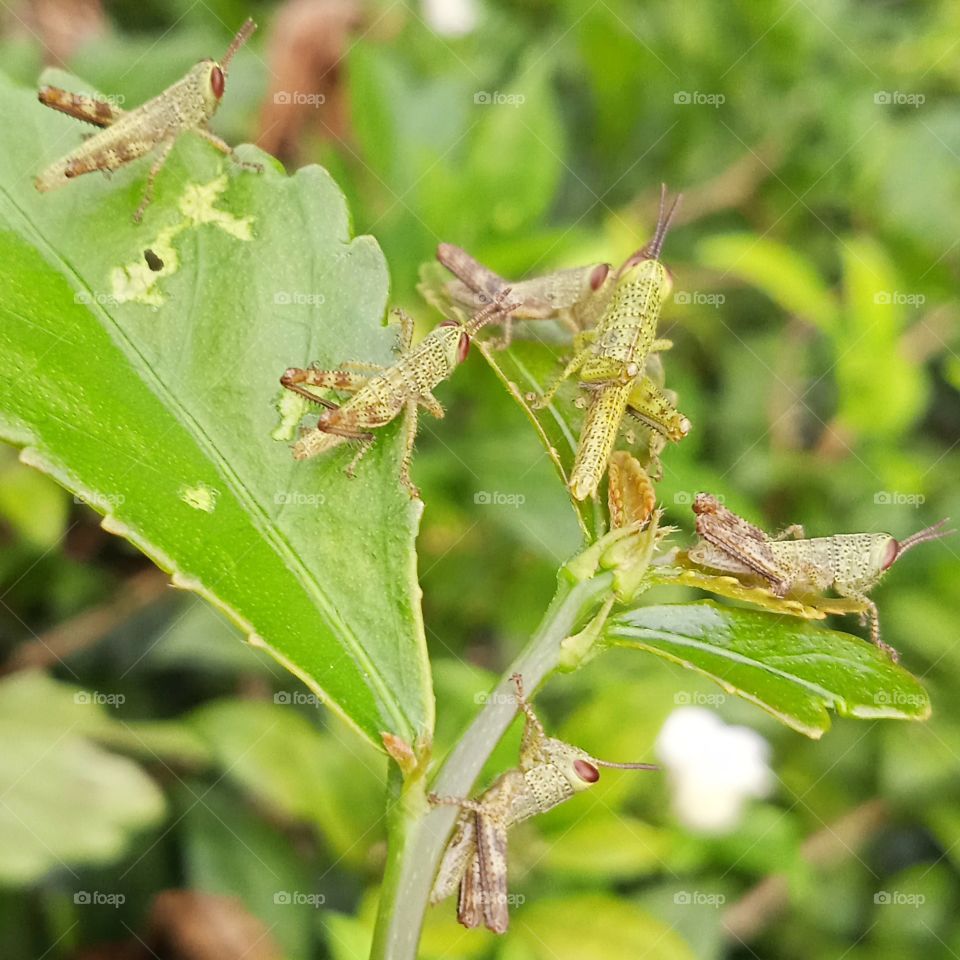 Six little grasshoppers having their foods.