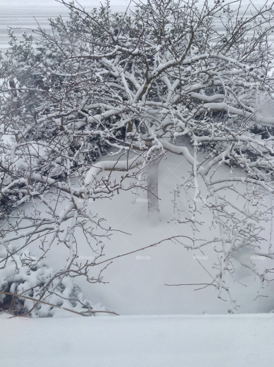snow garden tree by Matilly