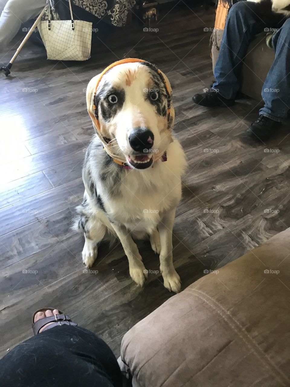 Dog with bandana over her ears
