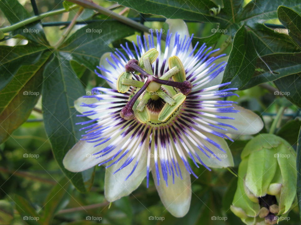 passion flower
