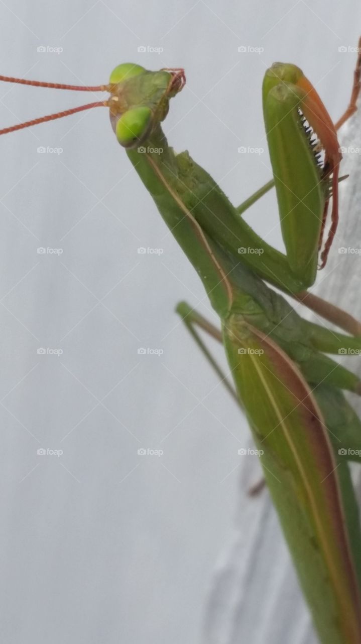 Praying Mantis