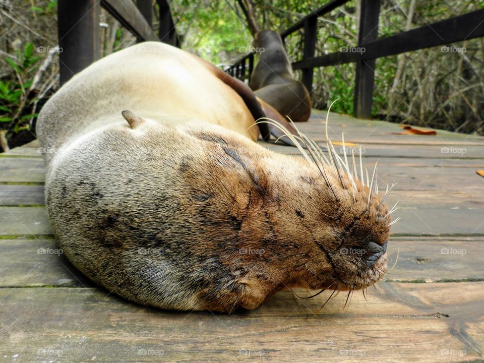 Sea lion sleeping