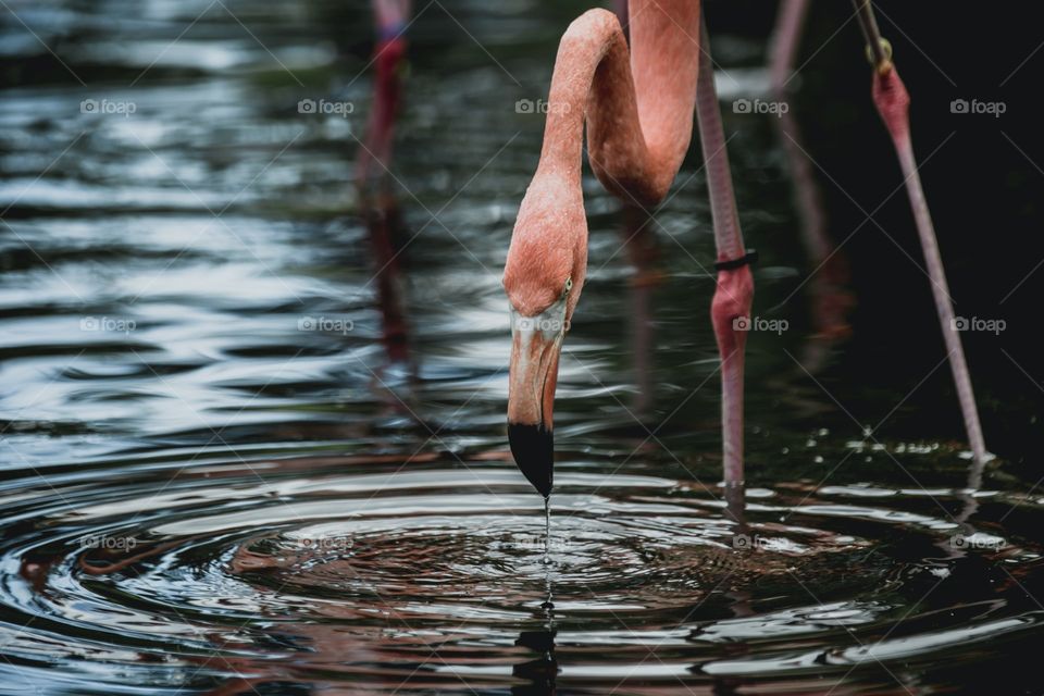 Flamingo en el lago