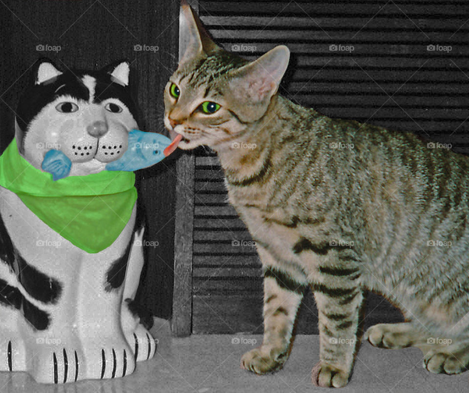 Our old grey tabby JC. The name stood for June Cleaver. While some special effects were used to enhance the photo, the scene was original. I did cheat a little. I put some butter on the fishhead, the cat figured out the rest! Hi resolution reload. 