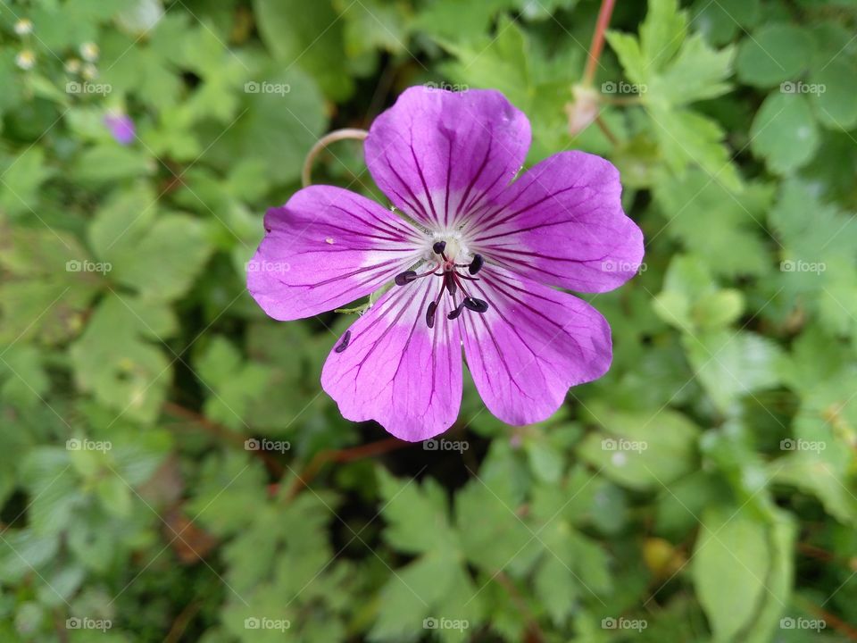 purple flower