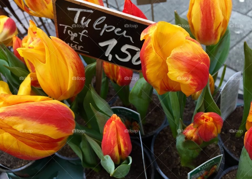 Tulips to sale 