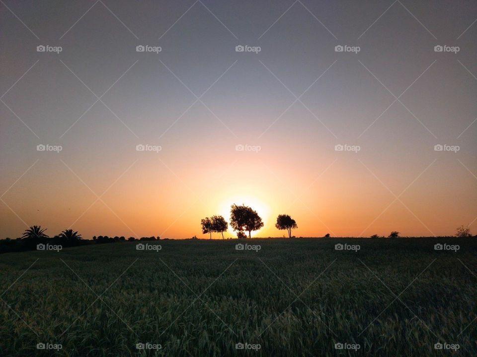 sunset on field