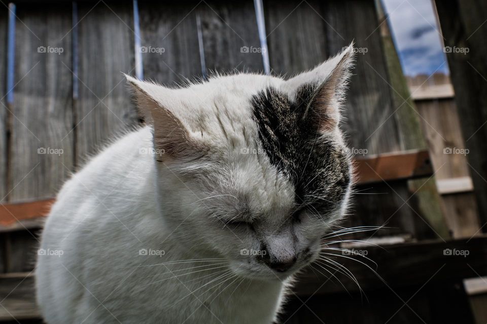 cat avoiding the camera