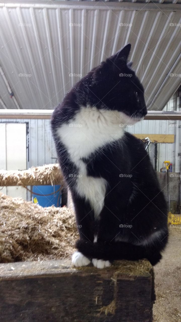 Mammal, Cat, No Person, One, Animal