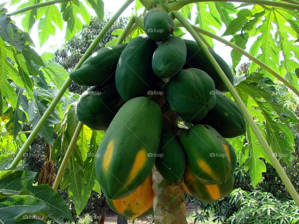 Papaya