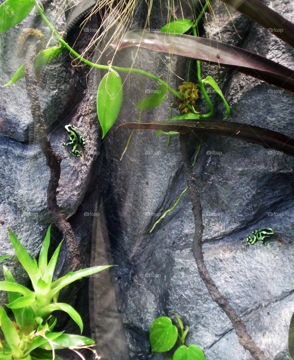 Small exotic frogs on a rock wall in California