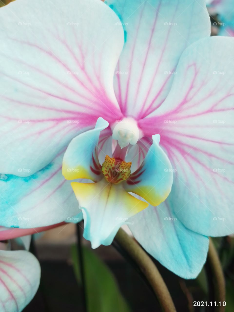 blaue Phalaenops (gefärbt)