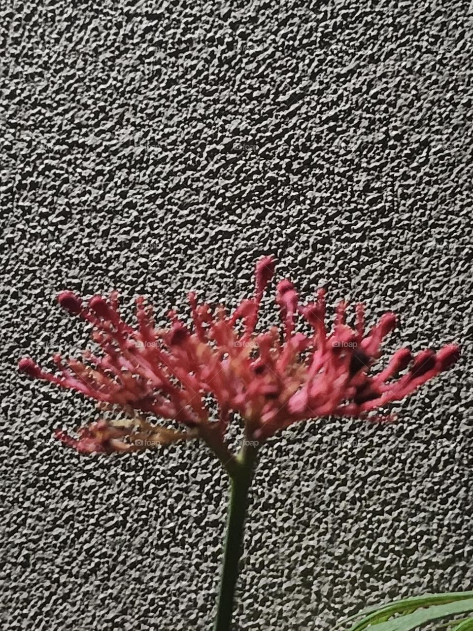 blooms despite adversity