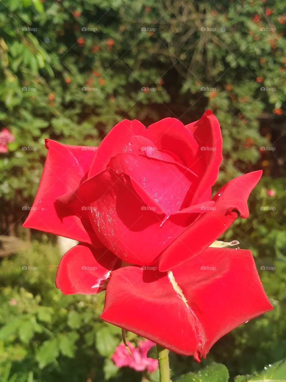 Red rose in the garden