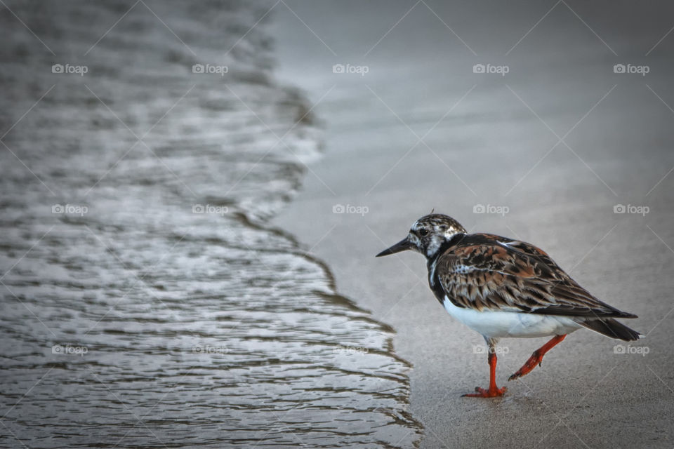 Looking for breakfast...