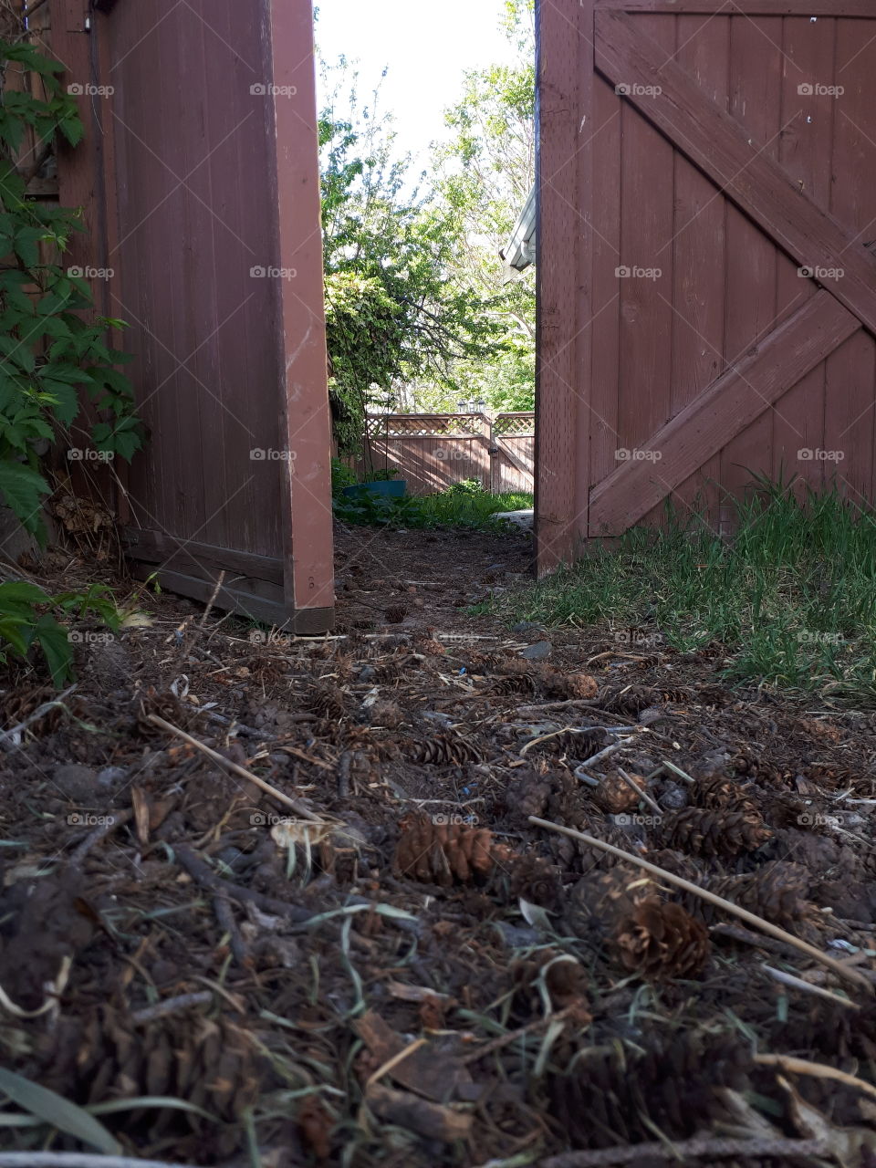 Pinecone path through a red brown gate