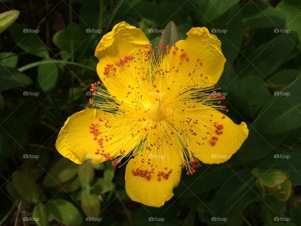 Close-up of yellow flower