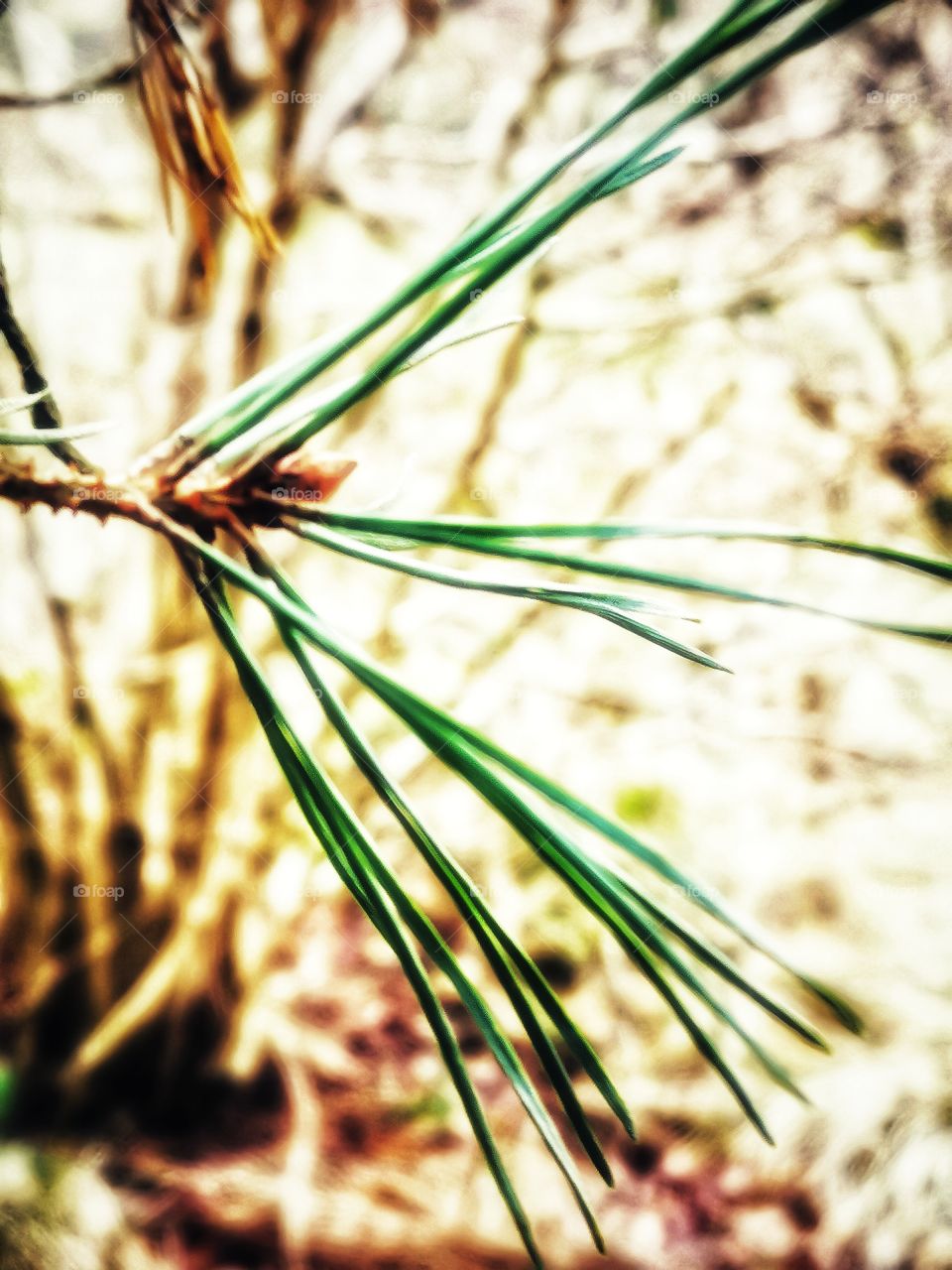 Pine needles