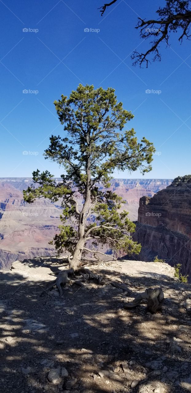 Ladies And Gentlemen. The Grand Canyon