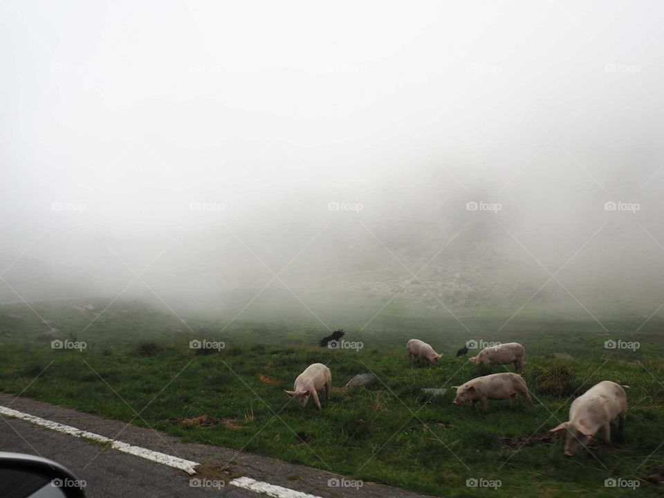 Dramatic, foggy environment in the mountains with animals around.