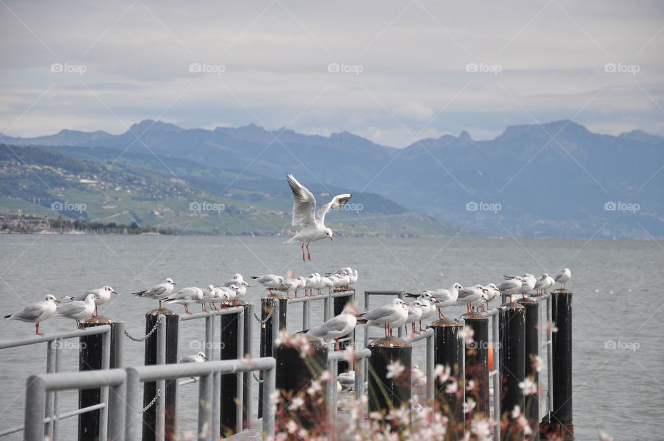 Saint-Sulpice, Vaud, Switzerland