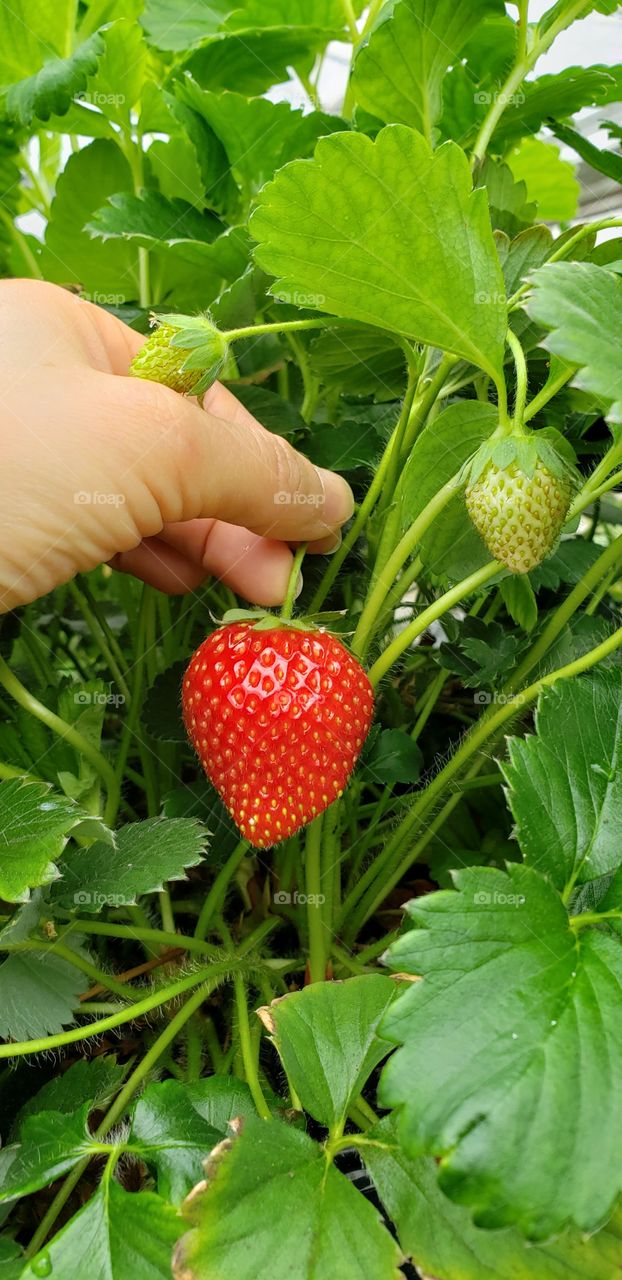 Picking strawberries