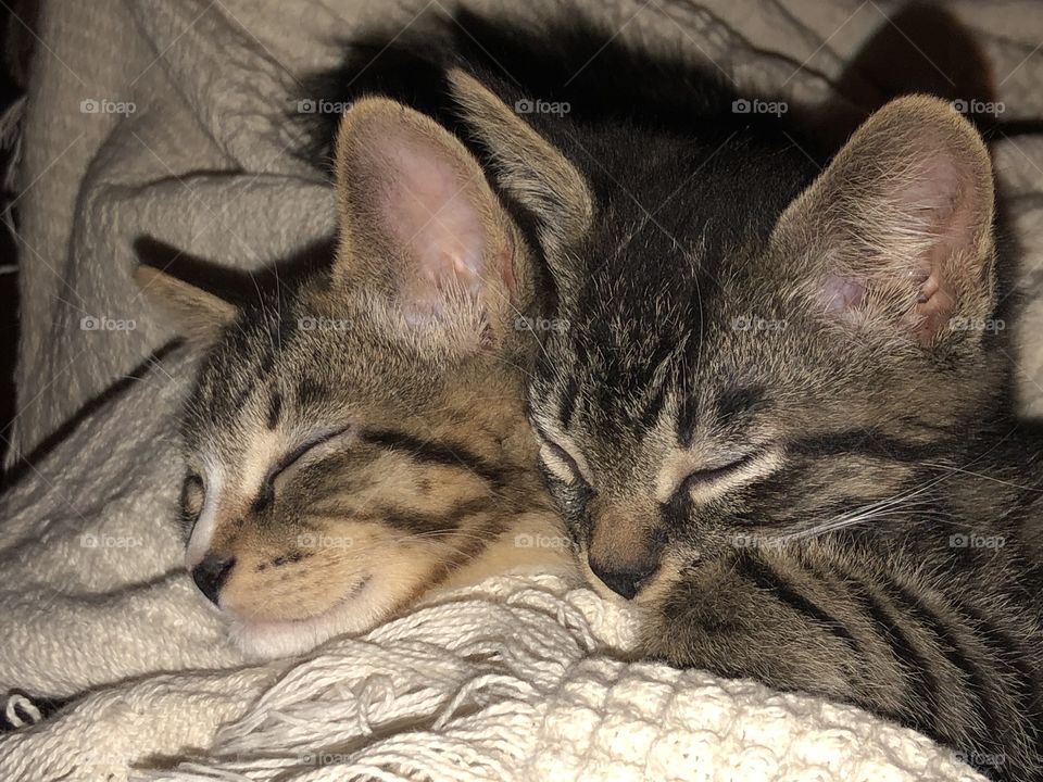 Tabby kitten brothers napping together