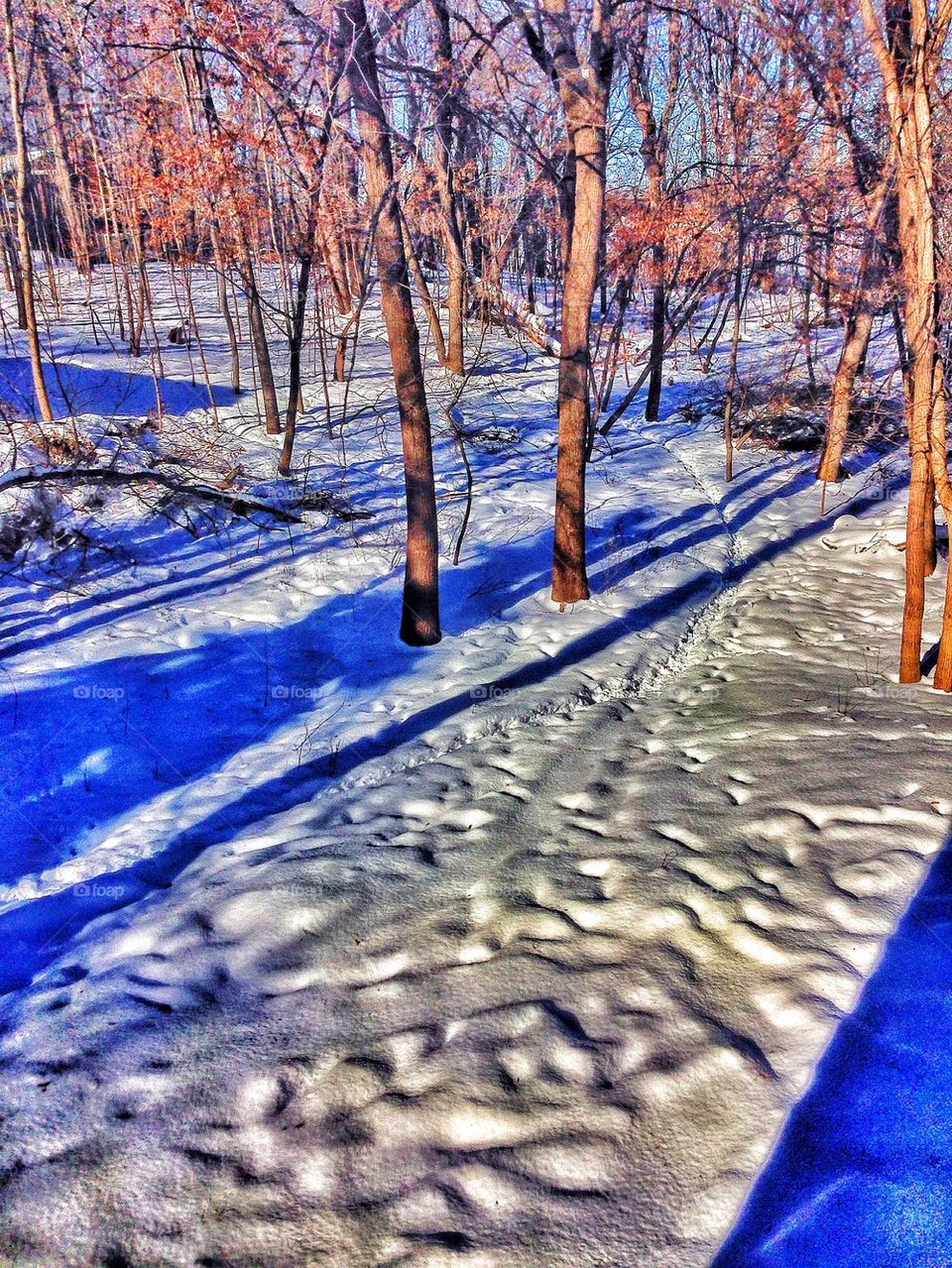 Deer Trail in Snow
