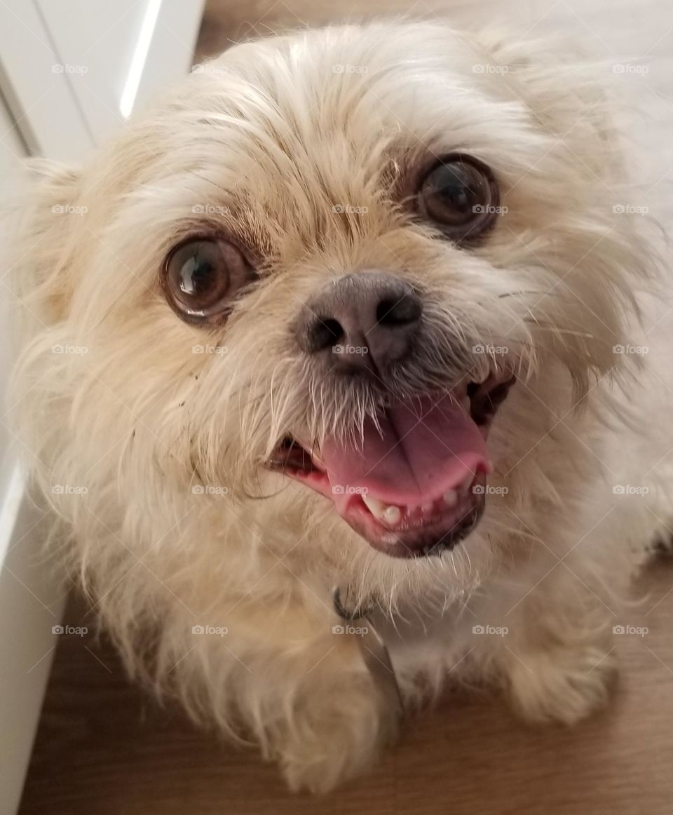 Smiling Little White Dog