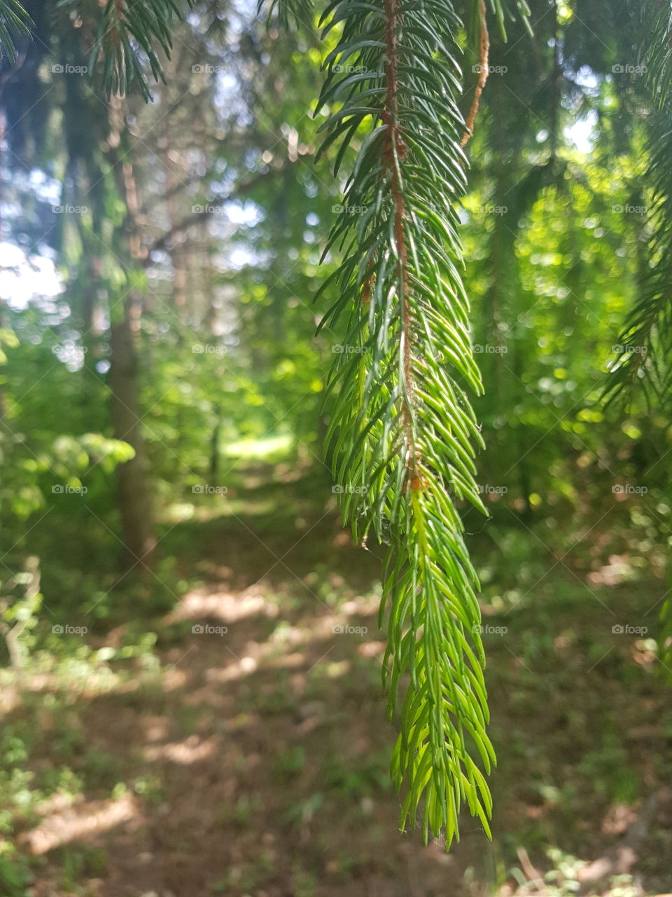 conifer