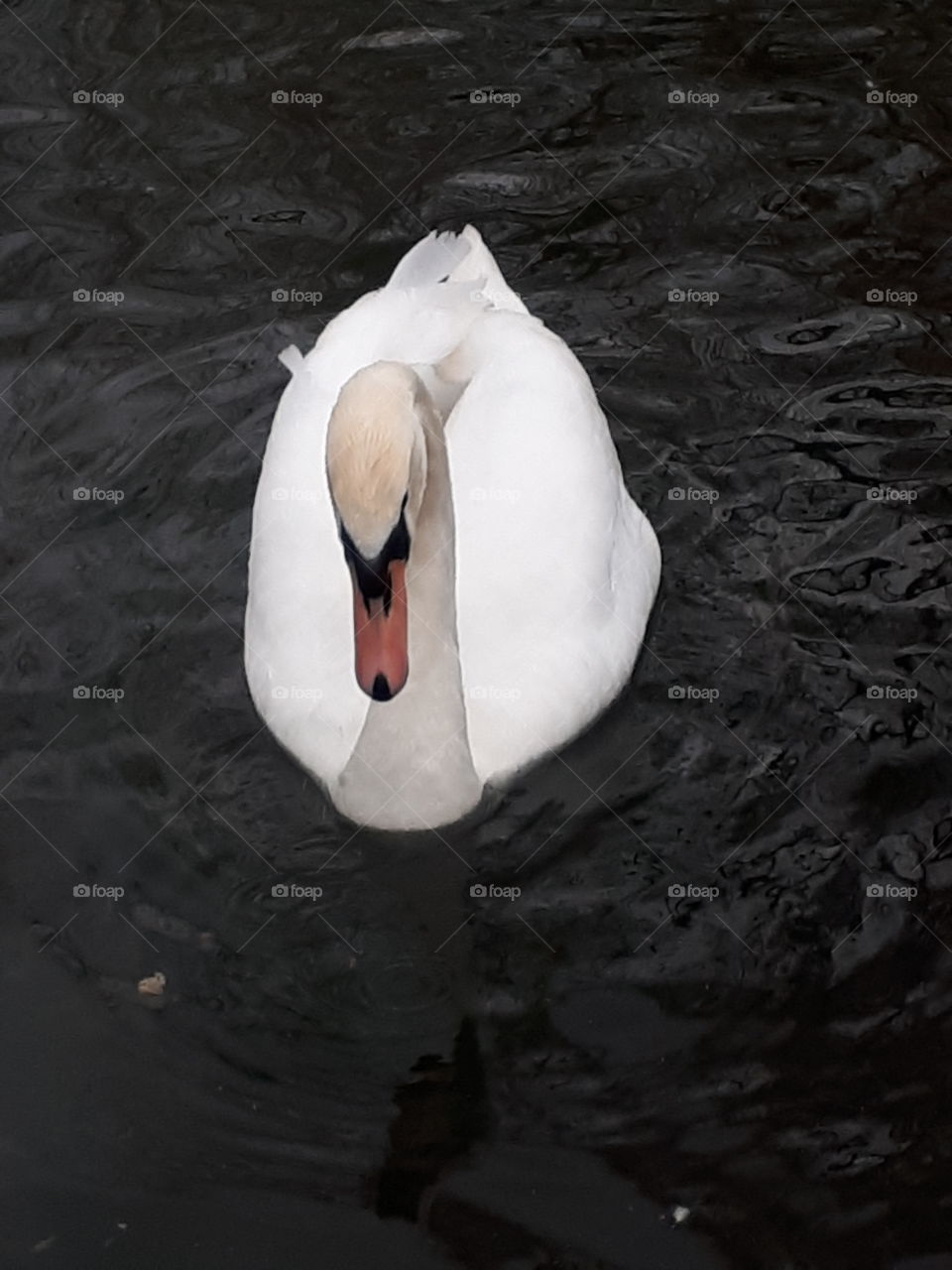 Friendly Swan