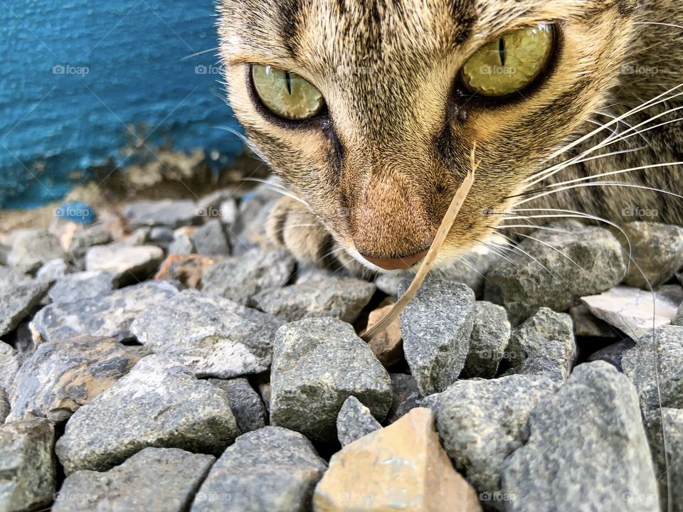 Look in the eyes. Cat 