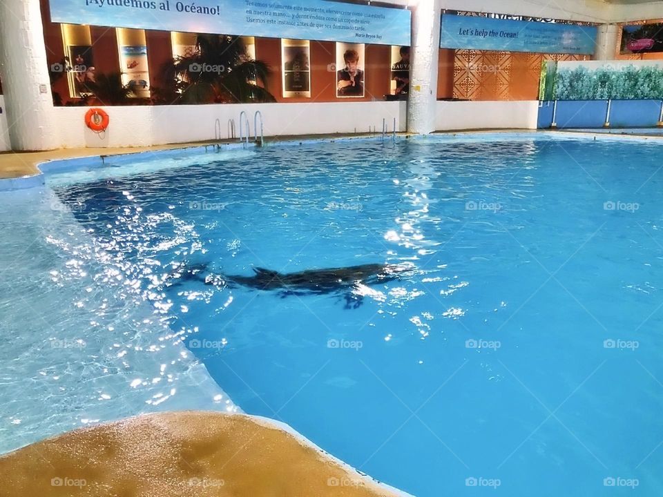 river creature atlantic child activity portrait beach fun coral natural family happy vacation dolphins playful island friendly animals fauna scuba landscape dolphin pod pool paradise travel snorkeling aqua view tourism flipper adventure undersea natu