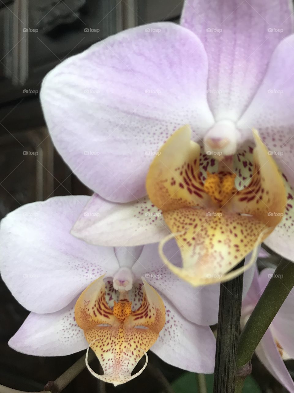 My blooming orchids 