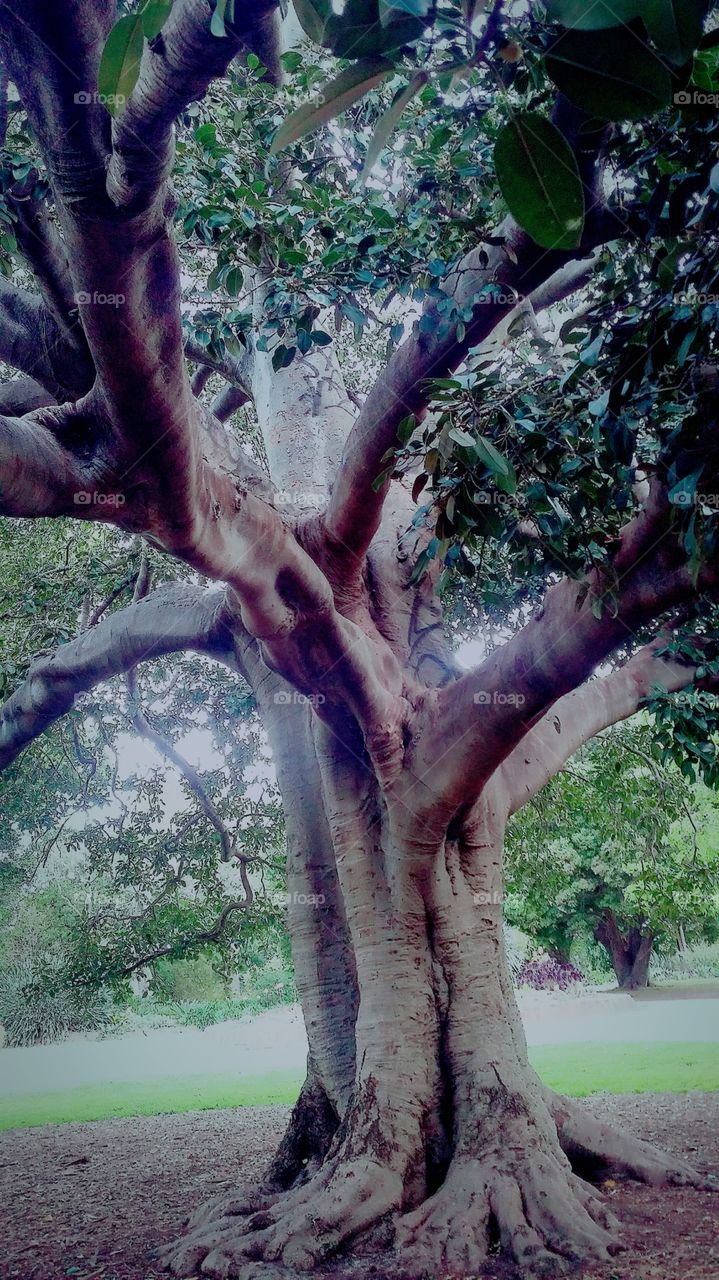 Amazing tree