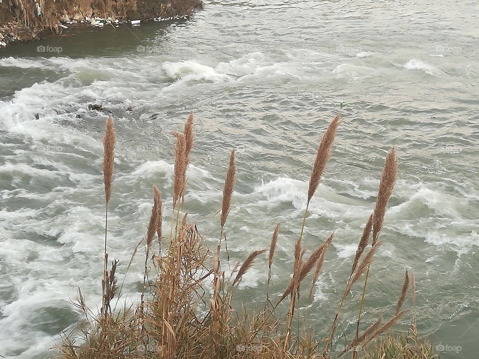 The River in Mardan Pakistan where the Grass beside River bank makes the River in this pictures looks more good.