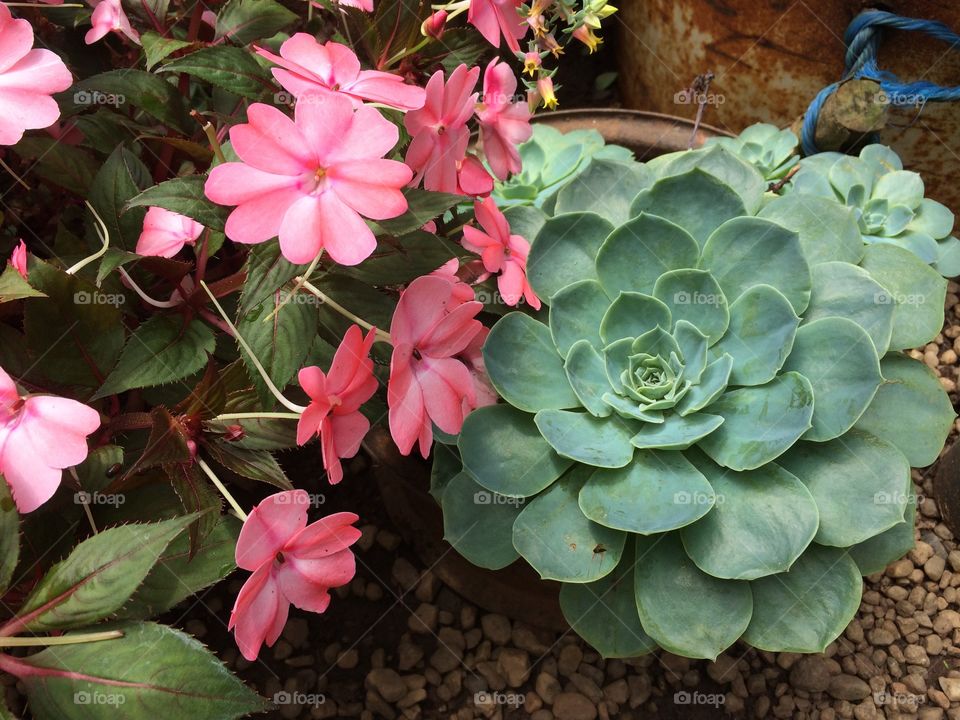 Flowers on the garden