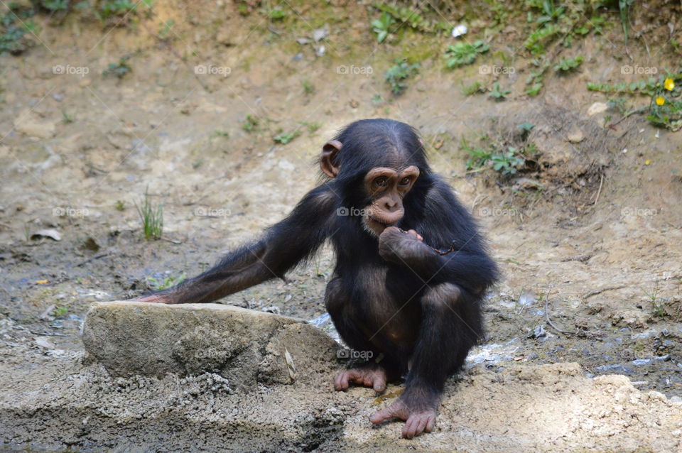 baby monkey in a park