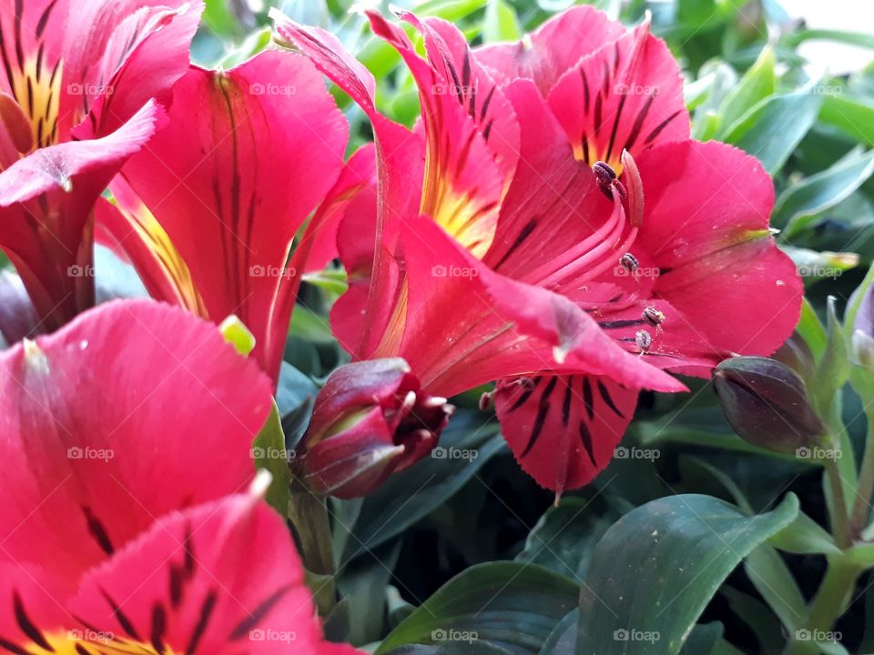 Lovely Alstroemeria blooming