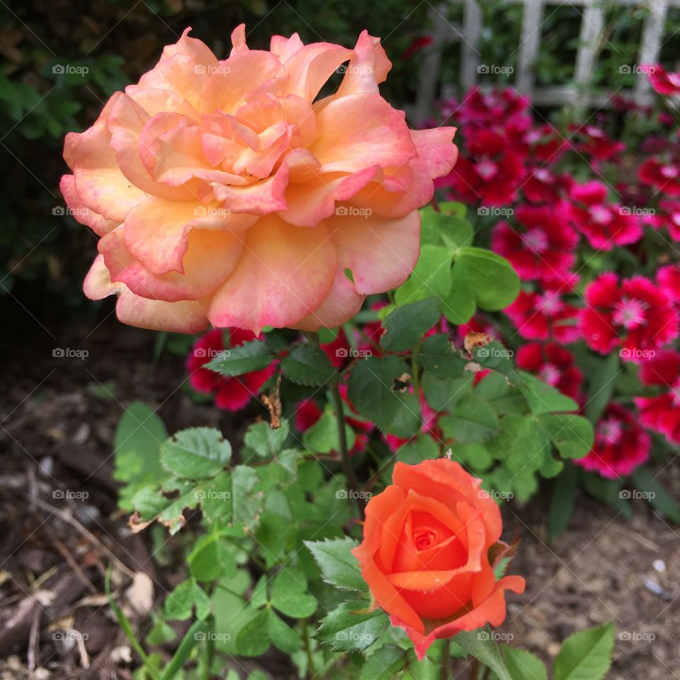 Orange roses