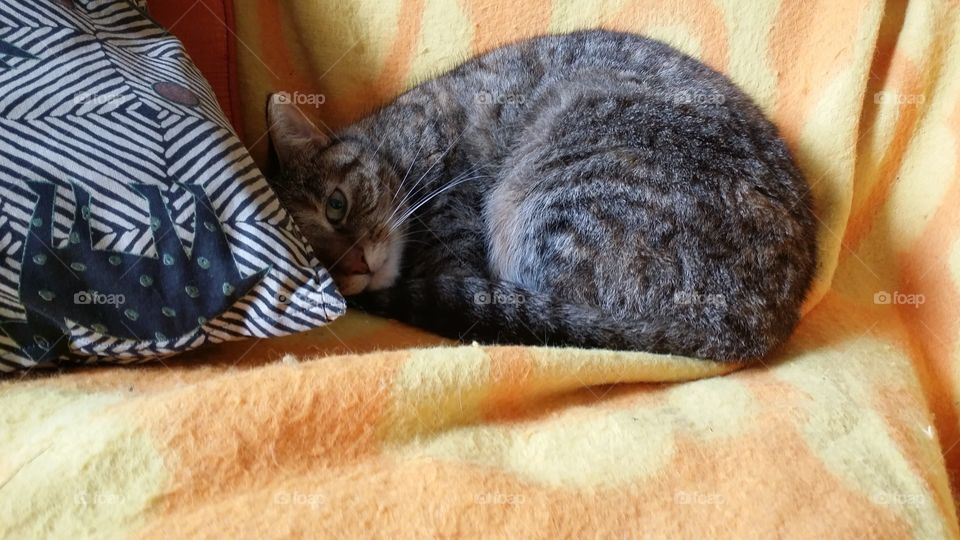 Cat, Domestic, Sleep, Cute, Mammal