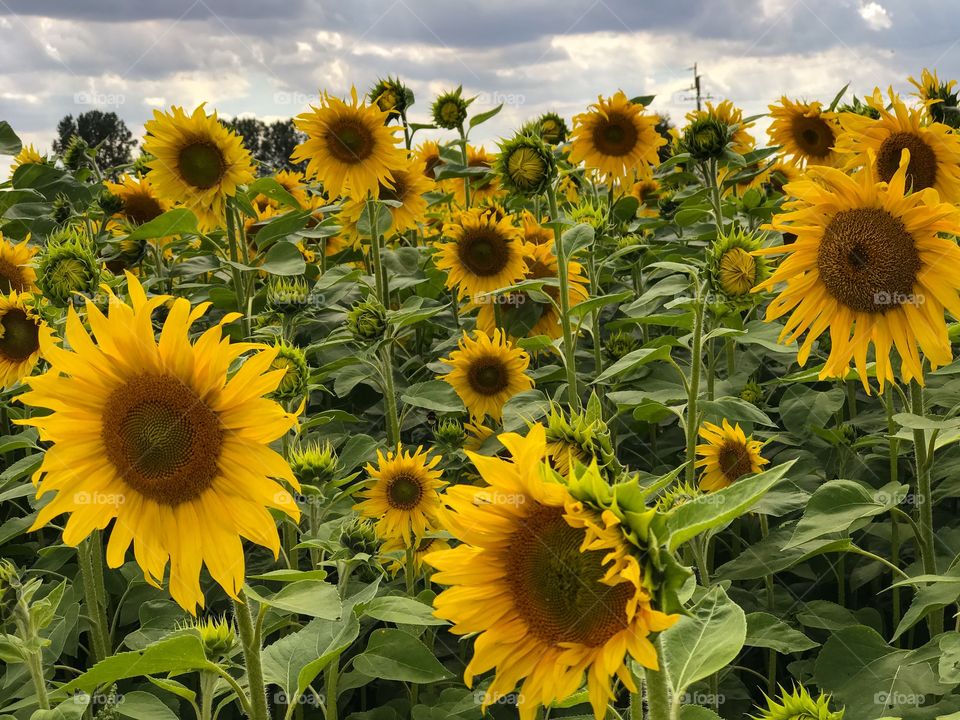 Sunflowers