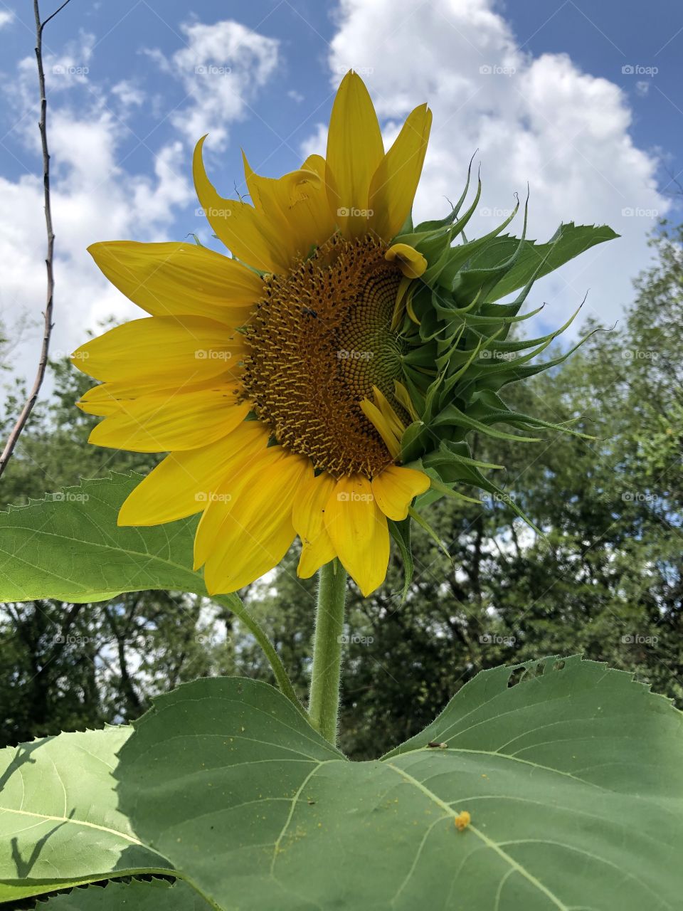 Super Large Sunflower Slowly Opening 