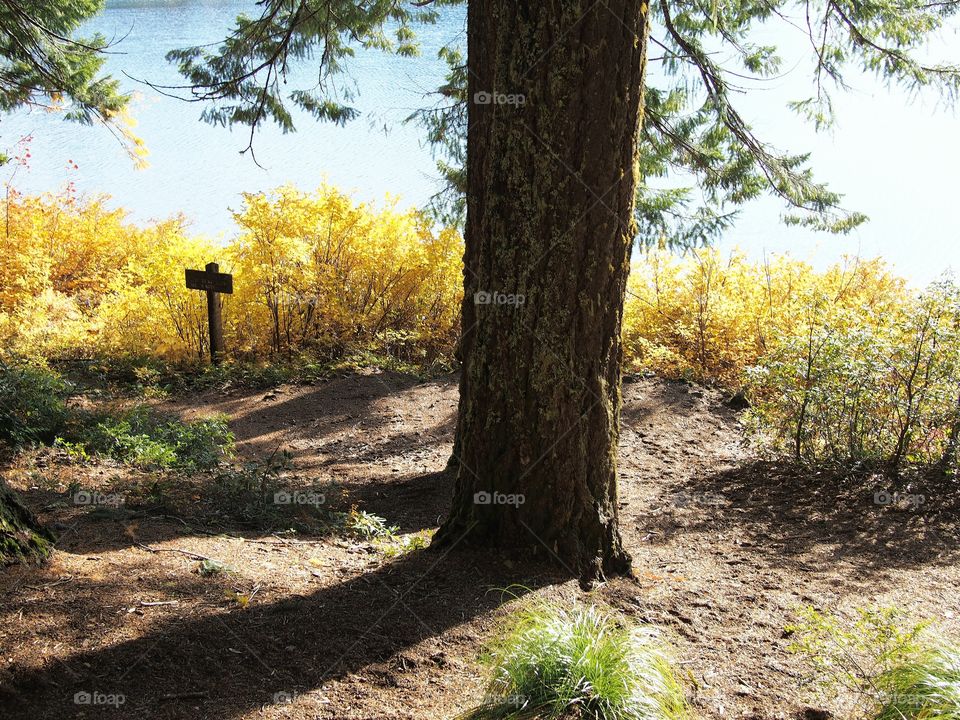 Bright gold and yellow foliage lines the shores of Clear Lake in Western Oregon with a large fir tree in the foreground along a nice hiking trail on a sunny fall day.